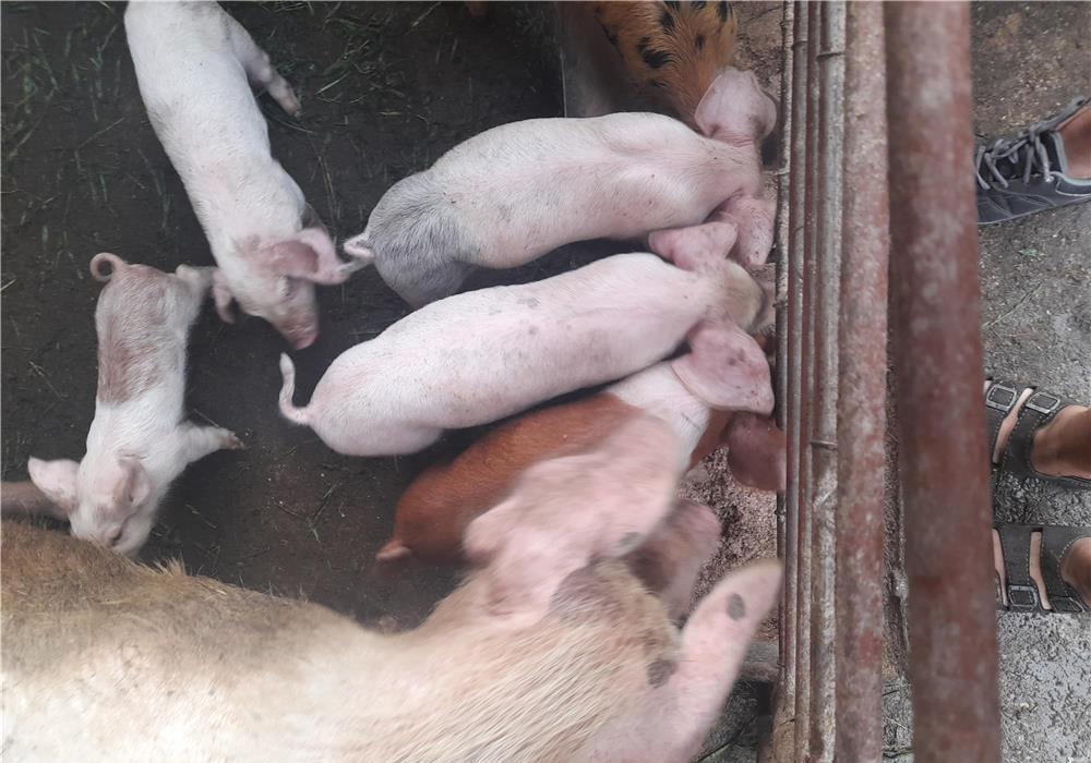 Vand purcei de 6 saptamini