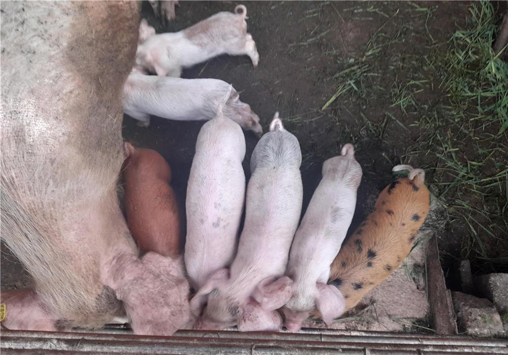 Vand purcei de 6 saptamini