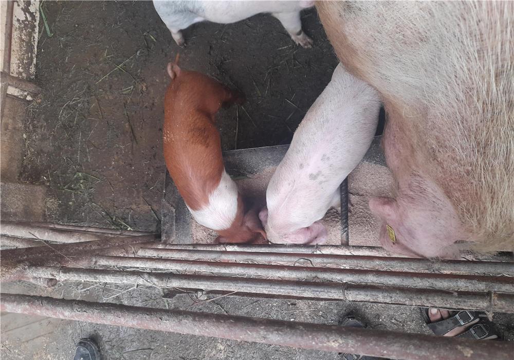 Vand purcei de 6 saptamini