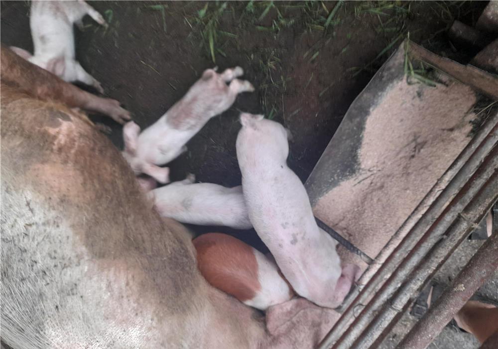 Vand purcei de 6 saptamini