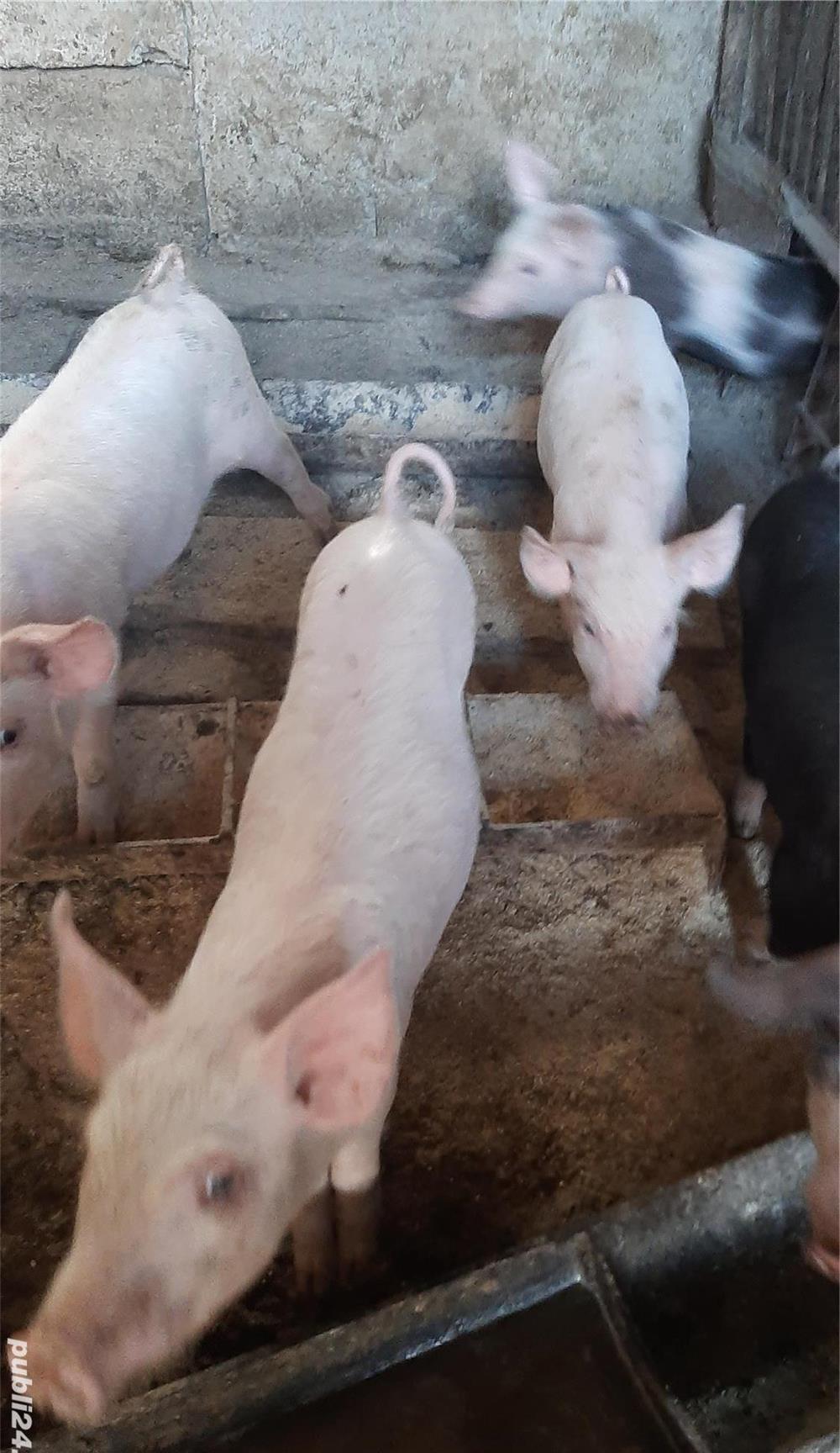 Vând purcei de 7 săptămâni
