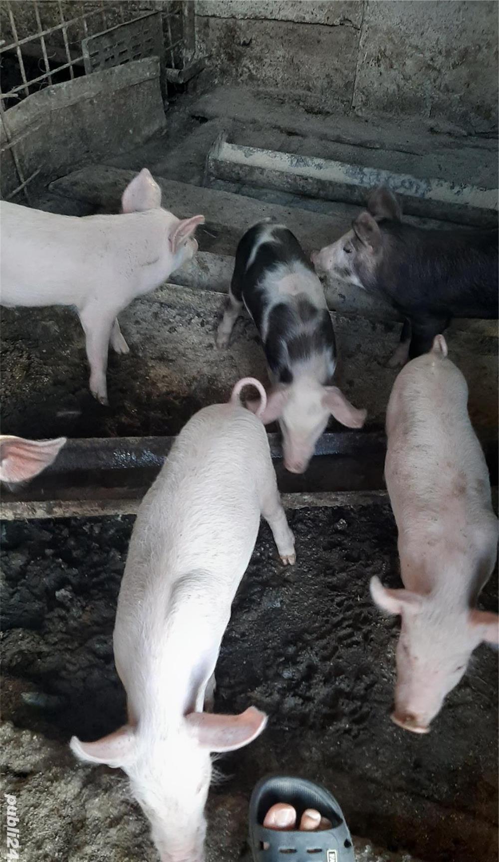 Vând purcei de 7 săptămâni