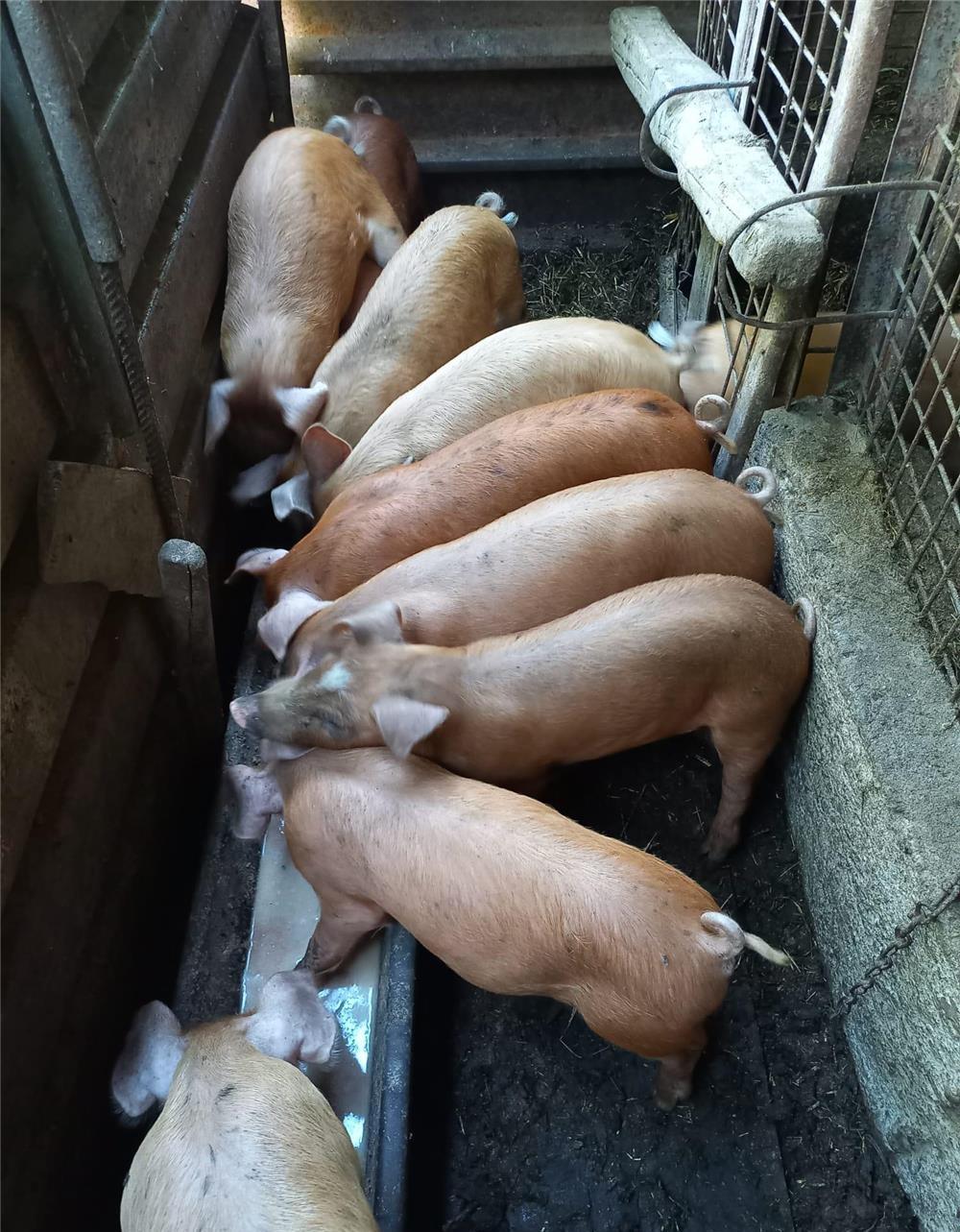Vând purcei de 8 săptămâni, rasă de carne