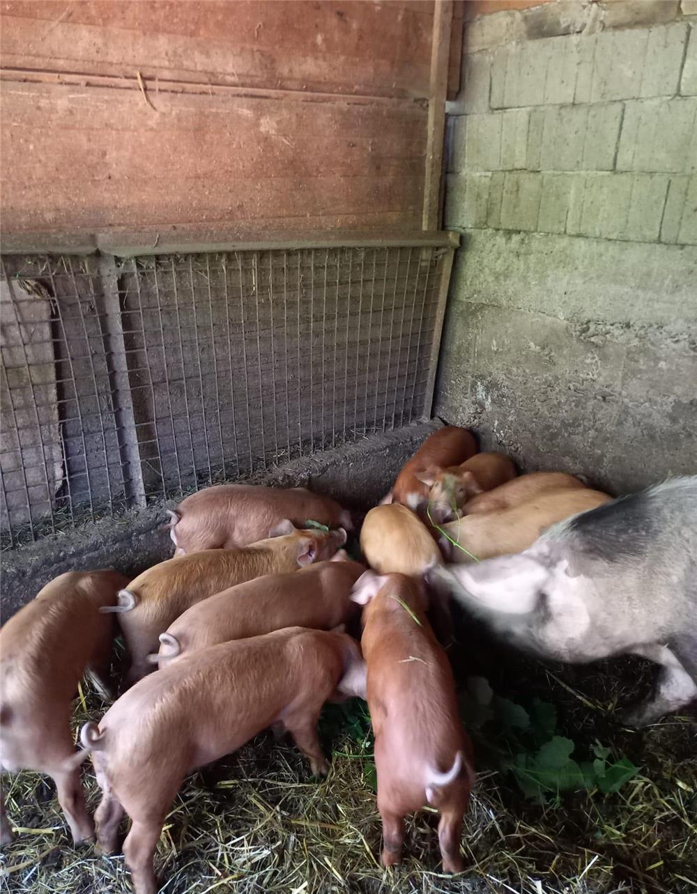 Vând purcei de 8 săptămâni, rasă de carne