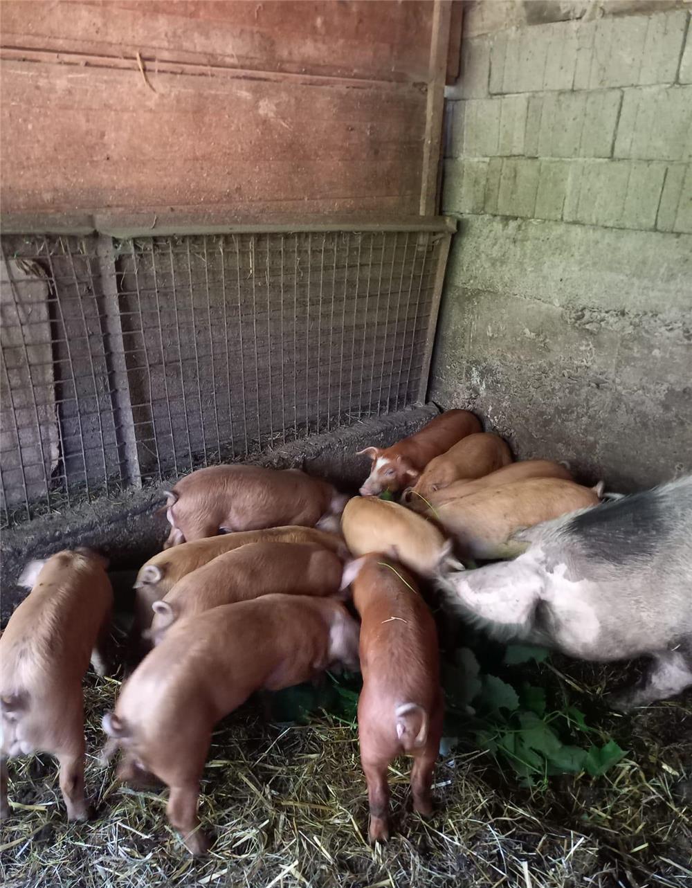 Vând purcei de 8 săptămâni, rasă de carne