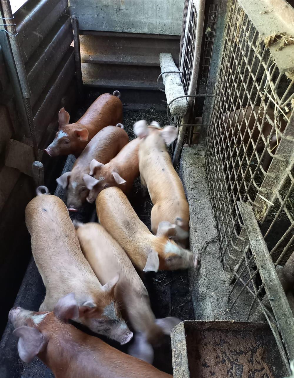 Vând purcei de 8 săptămâni, rasă de carne