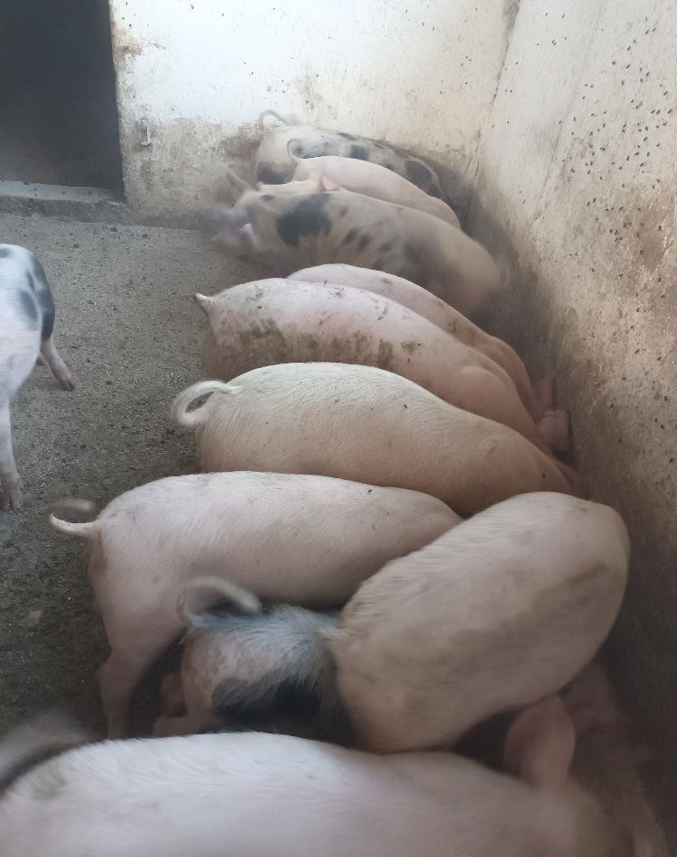 Vand purcei de carne 3 luni