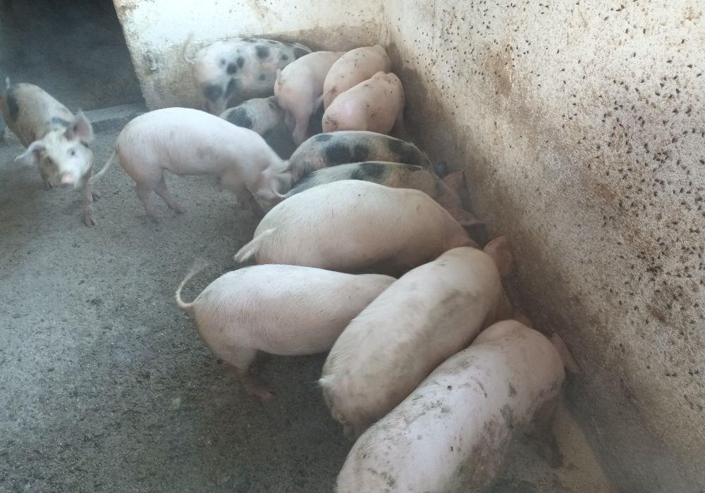Vand purcei de carne 3 luni