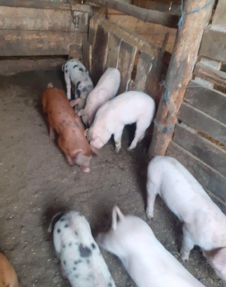 Vand purcei de carne din monta