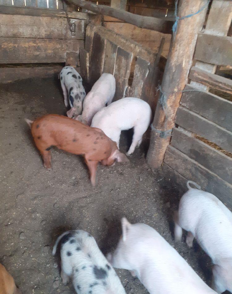 Vand purcei de carne din monta