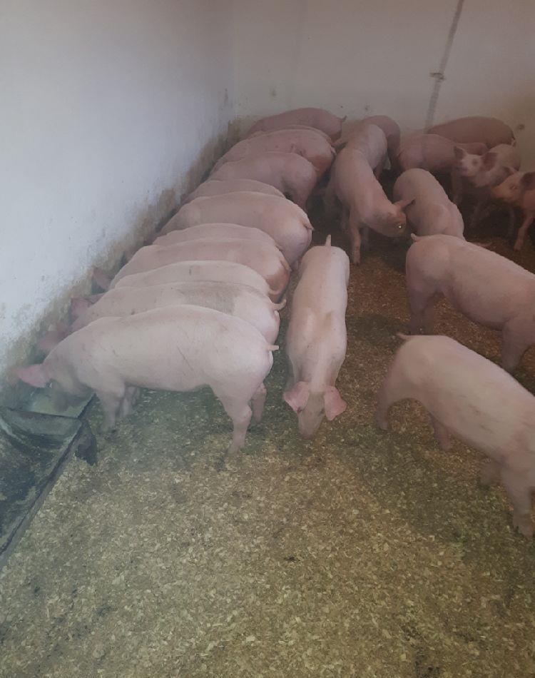 vand purcei de carne pret in functie de marim