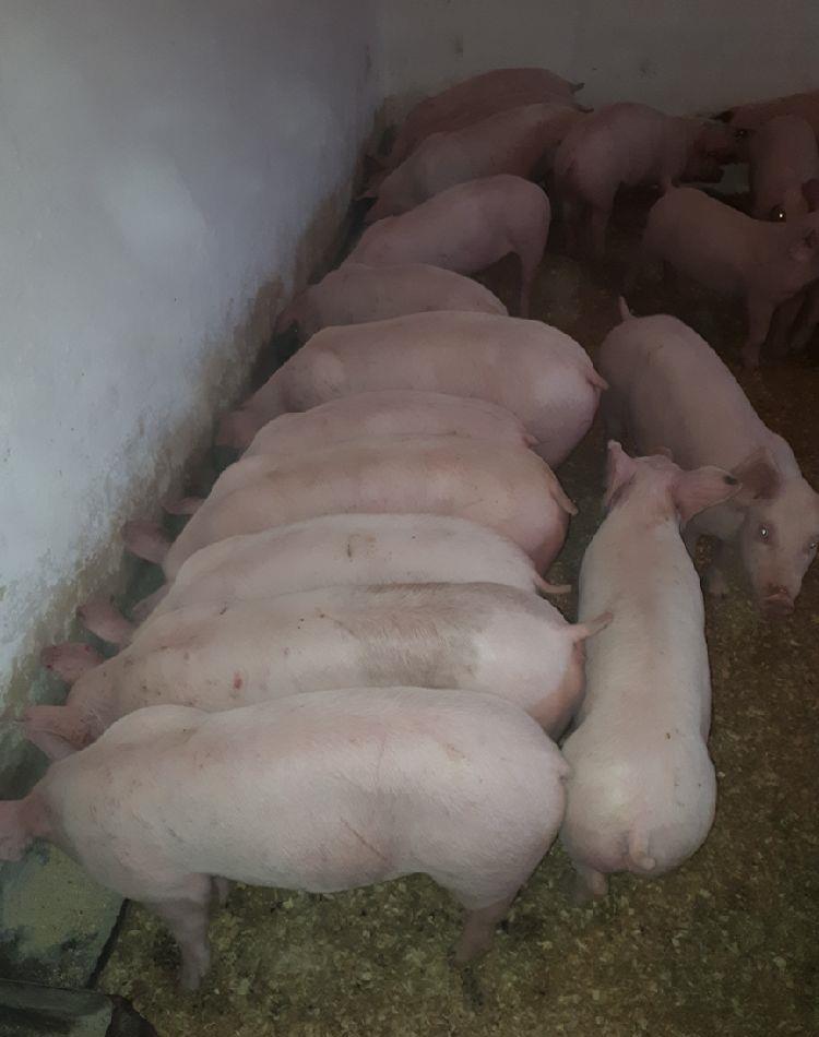 vand purcei de carne pret in functie de marim