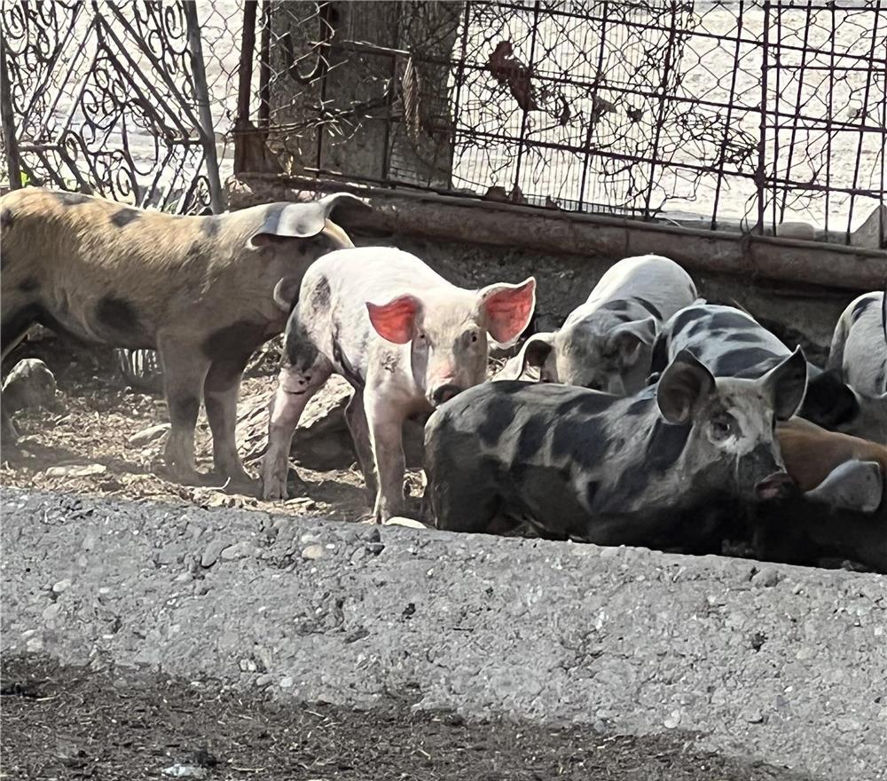 Vand Purcei Grasuti de 12 saptamani