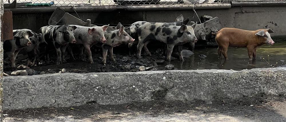 Vand Purcei Grasuti de 12 saptamani