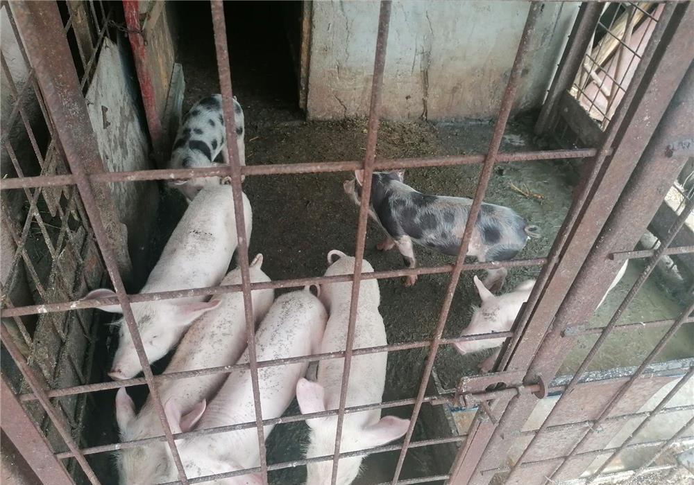 Vand Purcei Landrace