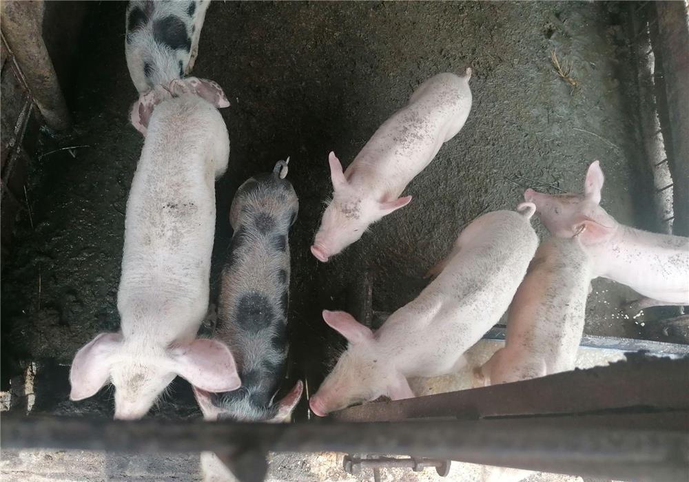 Vand Purcei Landrace