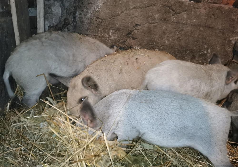 Vând purcei mangalița. ORIGINALI