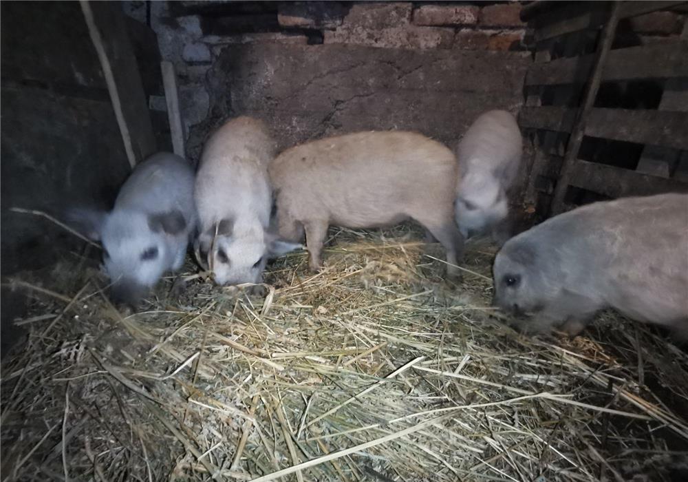 Vând purcei mangalița. ORIGINALI