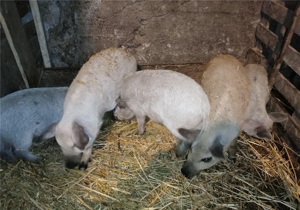 Vând purcei mangalița. ORIGINALI