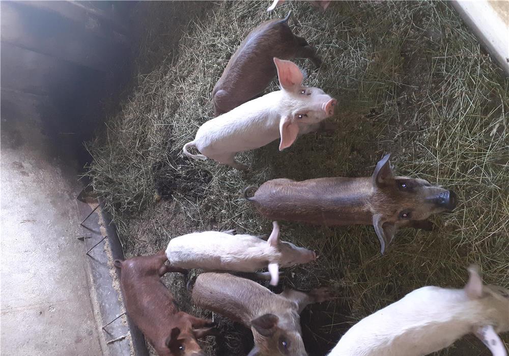 Vând purcei mistreț cu mangalița