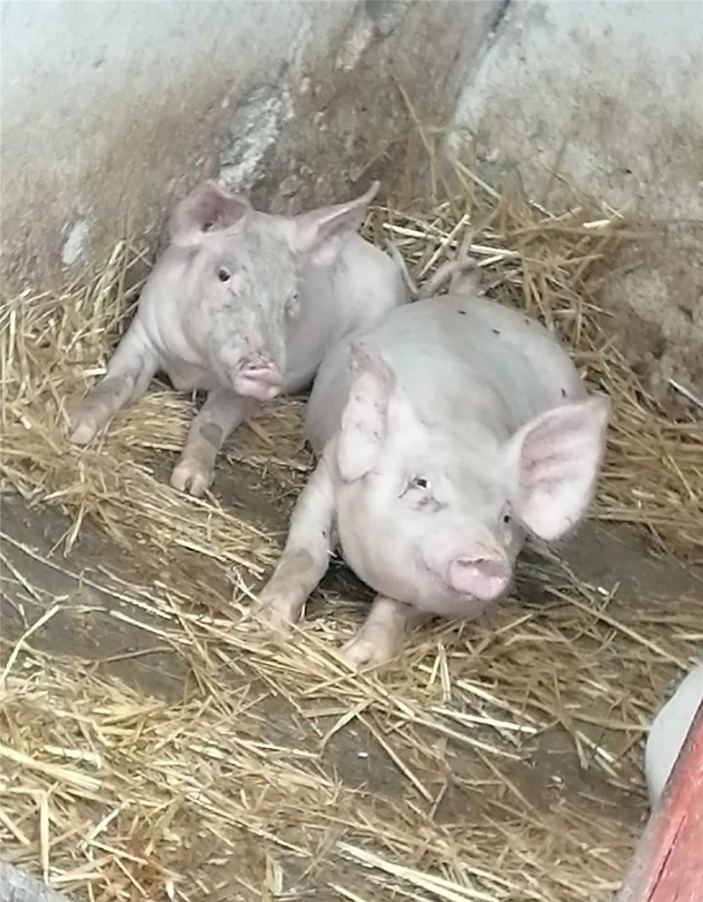 vand purcei petrean 3 luni