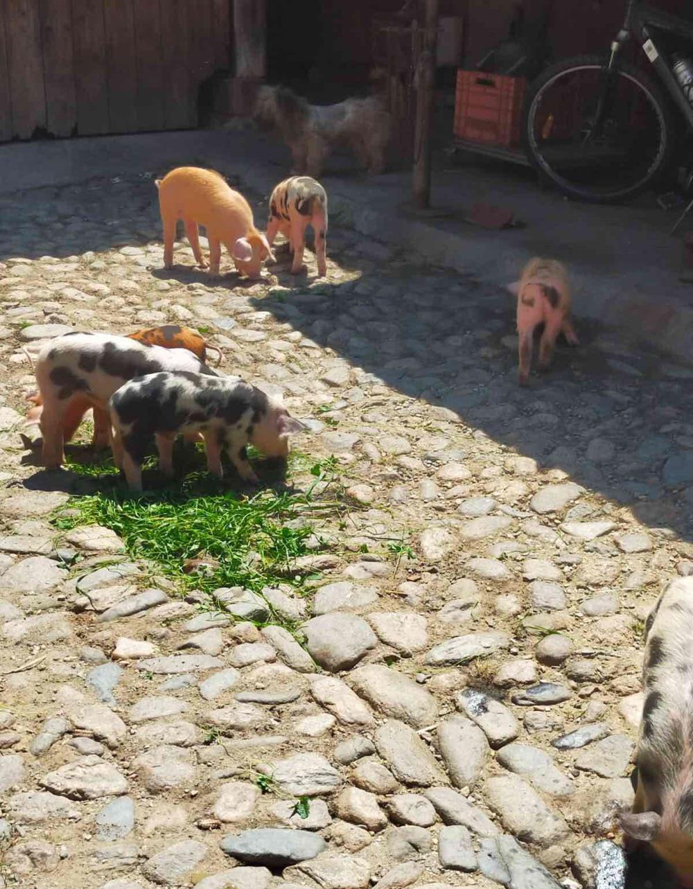 Vand purcei petrean