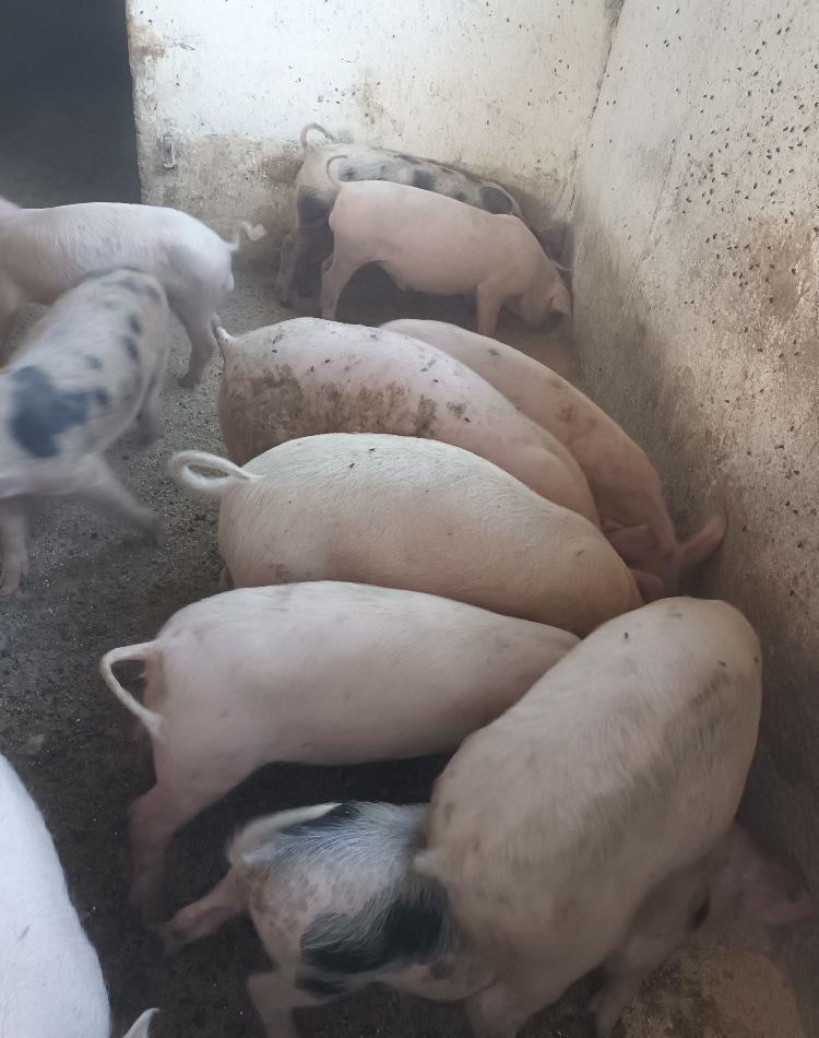 Vand purcei rasa carne 3 luni