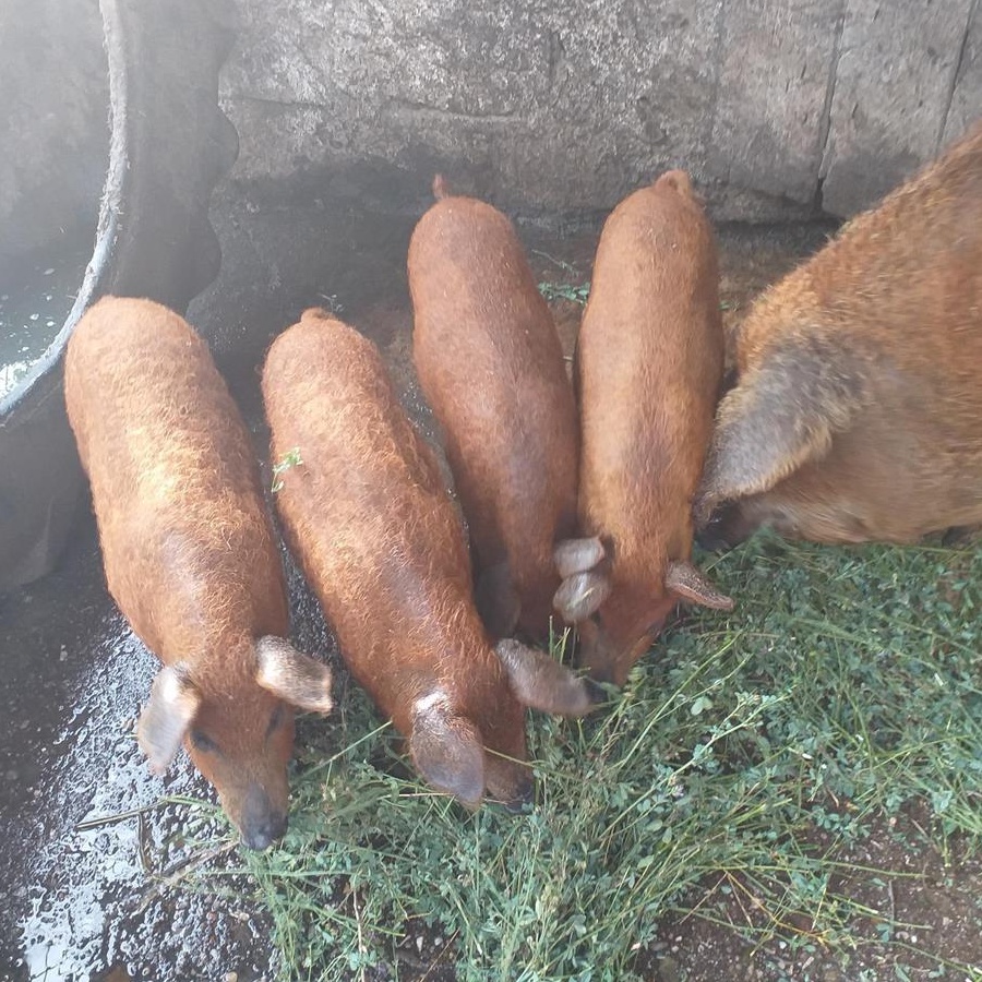 Vând purcei rasa mangalița