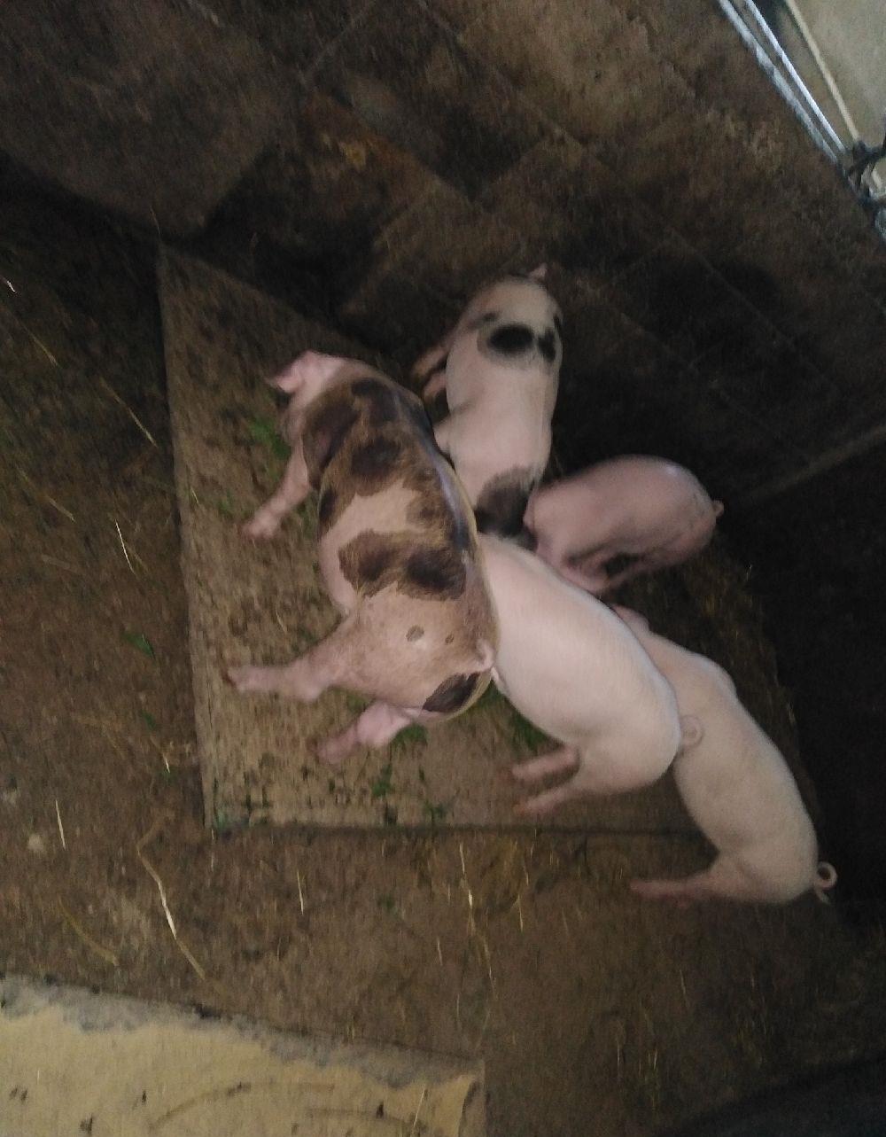vand purcei rasa pura.de Carne pietran!