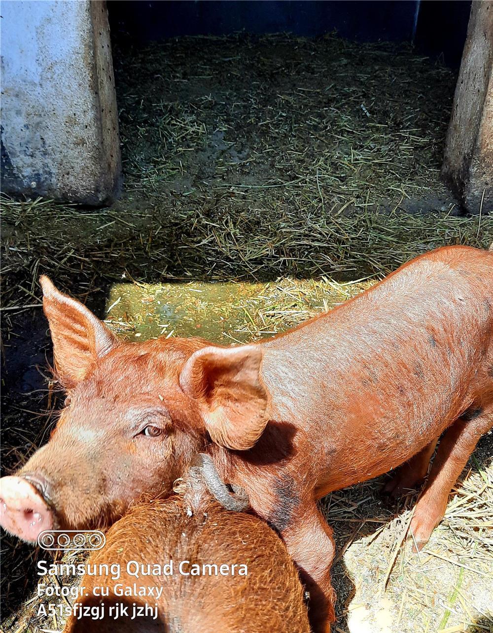 Vand purcei10 sapatamani Duroc Pietrean