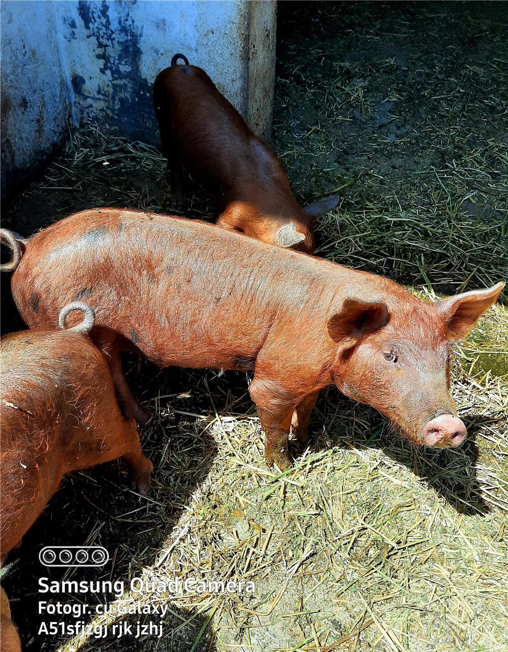 Vand purcei10 sapatamani Duroc Pietrean