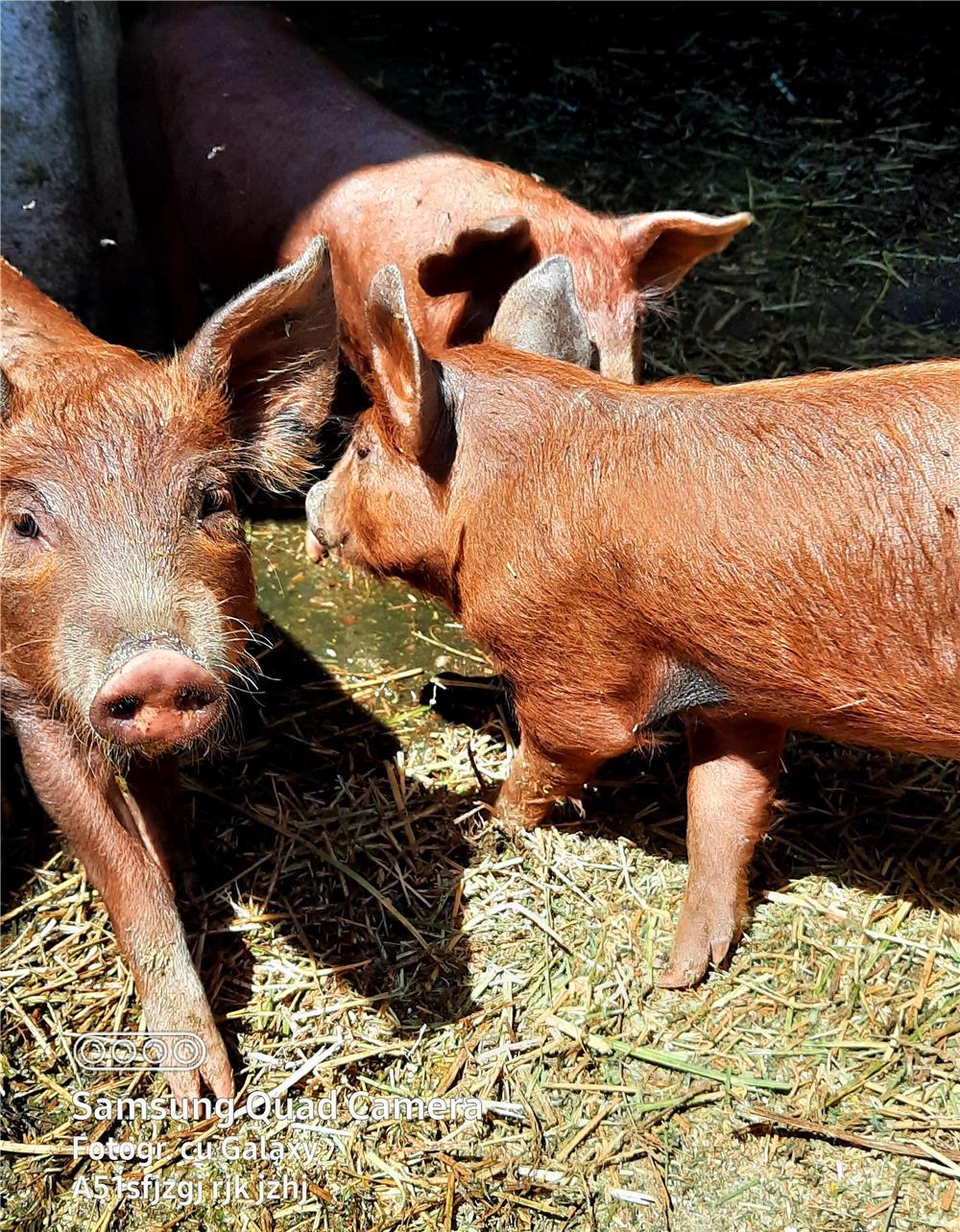 Vand purcei10 sapatamani Duroc Pietrean