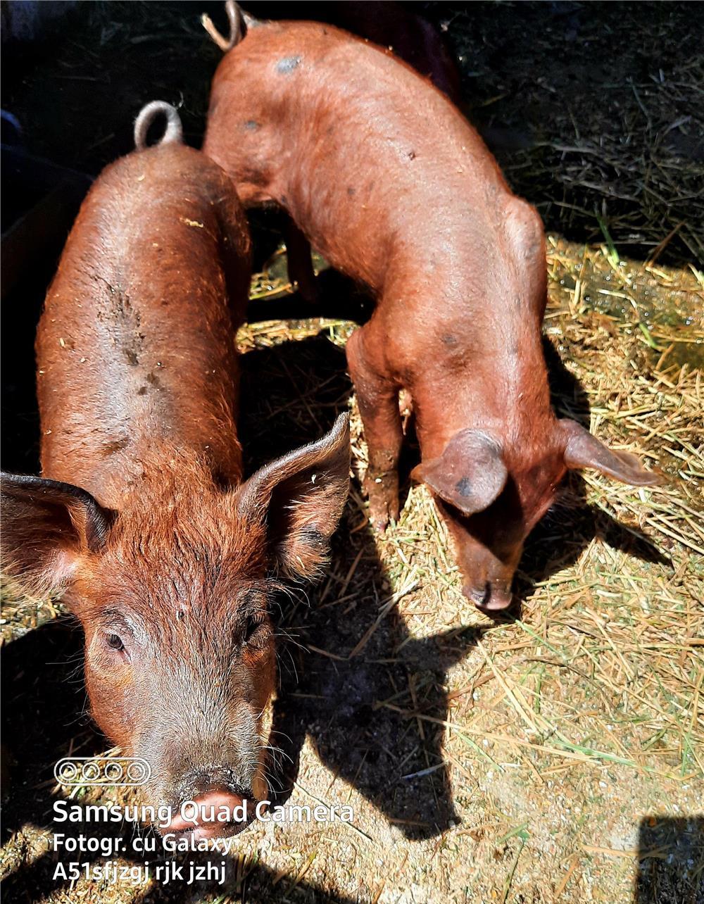 Vand purcei10 sapatamani Duroc Pietrean