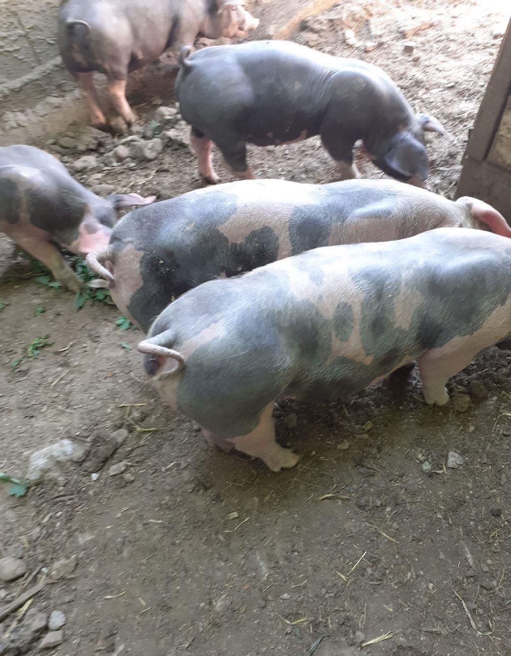 vand purceii pietran din monta artificiala de Târgu Mureș