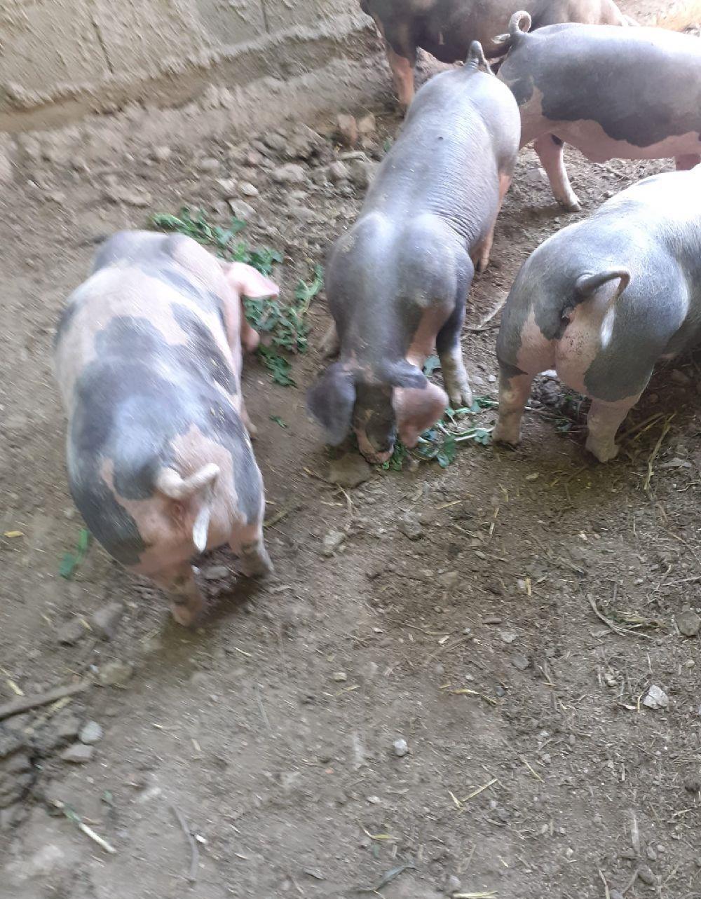 vand purceii pietran din monta artificiala de Târgu Mureș