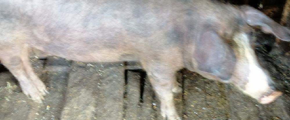 Vând purcica duroc cu pietrain