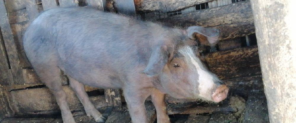 Vând purcica duroc cu pietrain