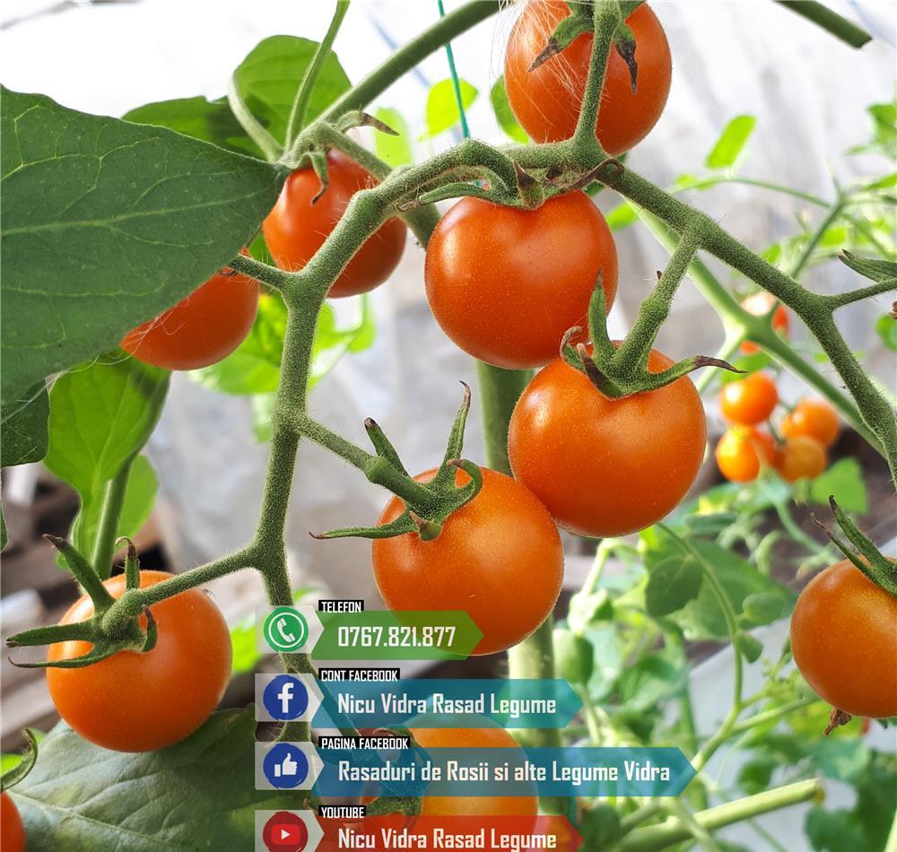 Vand Rasad Rosii Cherry Rosu / Galben / Negru si alte Rasaduri Legume