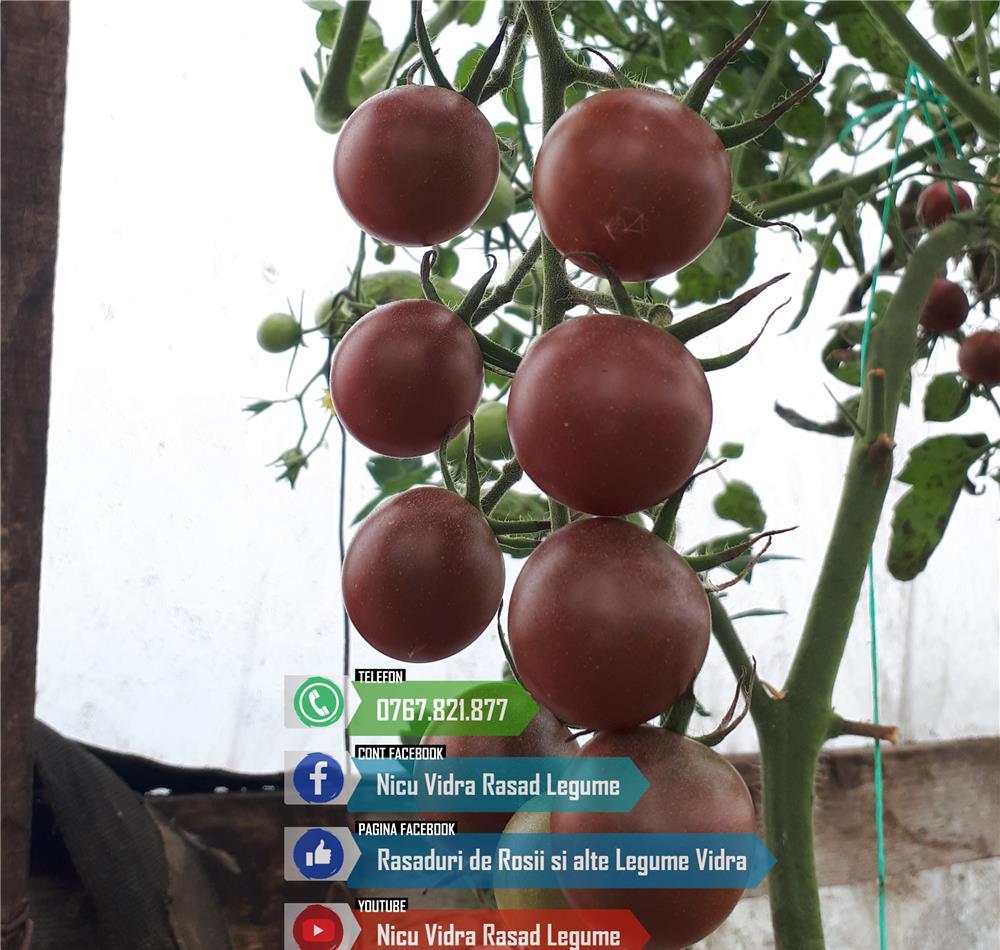 Vand Rasad Rosii Cherry Rosu / Galben / Negru si alte Rasaduri Legume