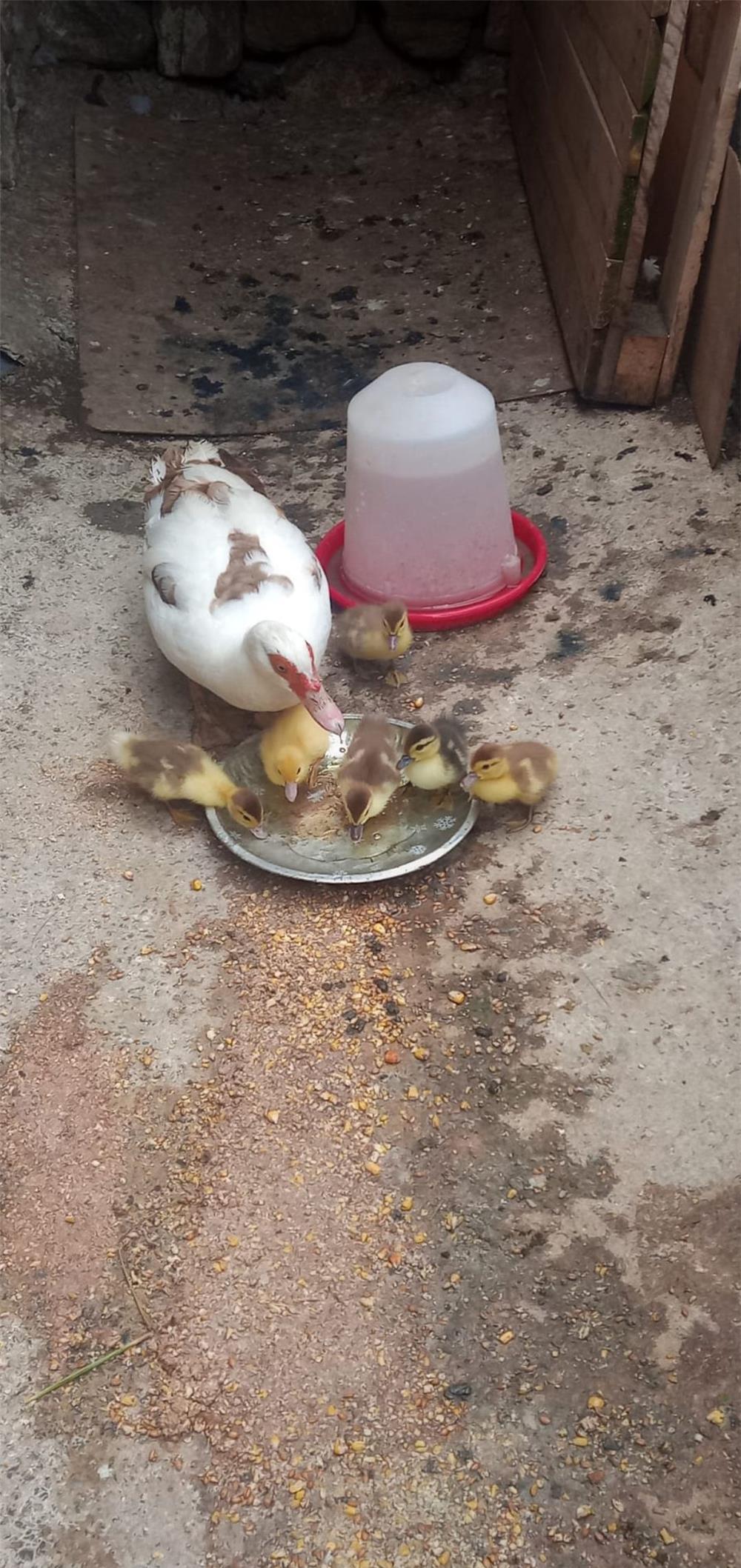 Vând rață mută cu 6 pui