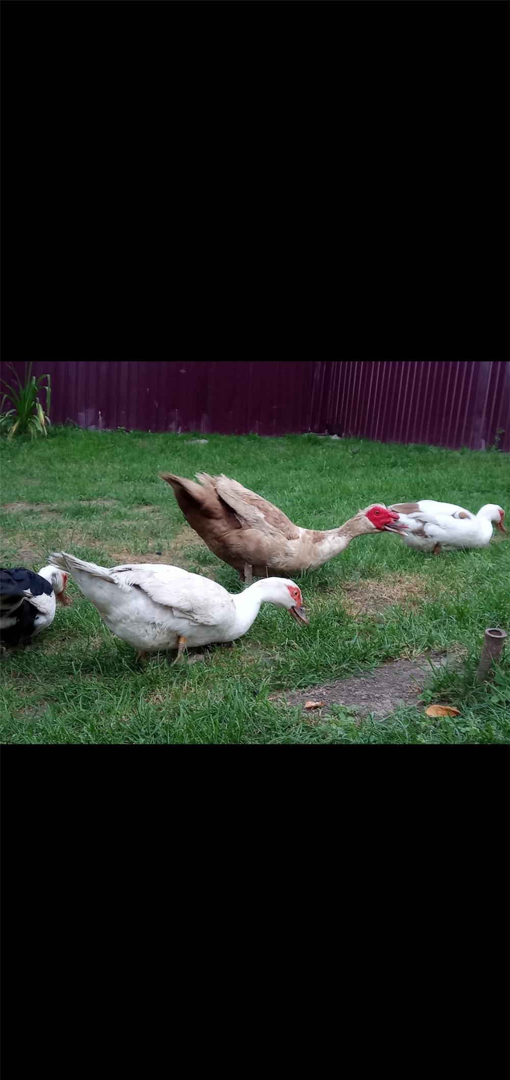 Vând rață mută cu 6 pui