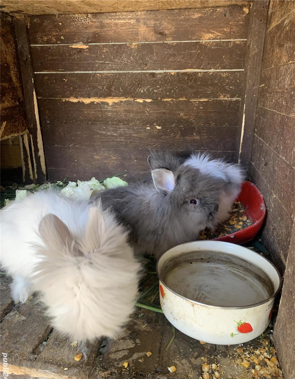Vând rațe și iepuri!
