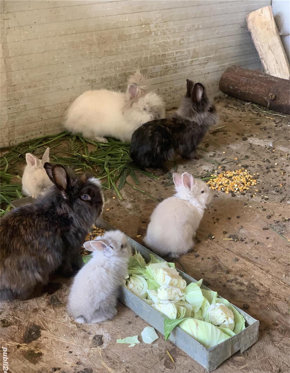 Vând rațe și iepuri!