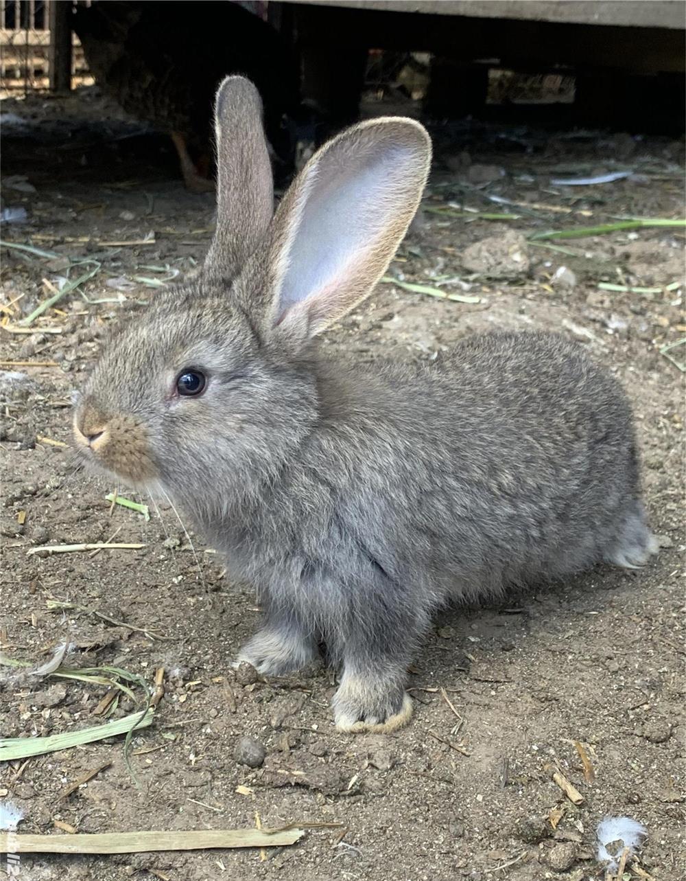 Vând rațe și iepuri!