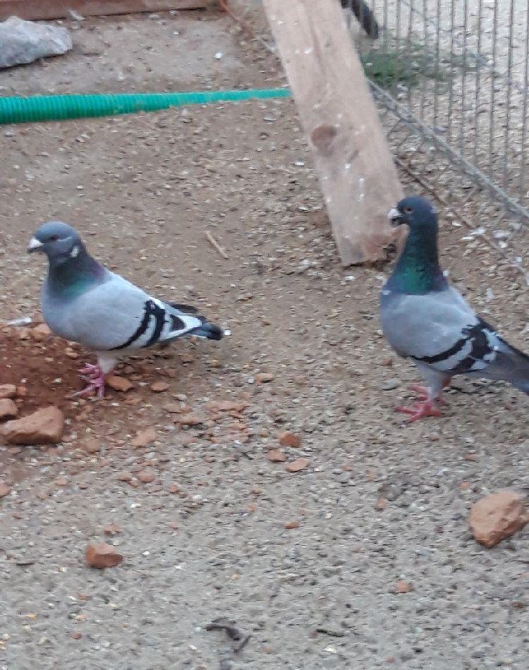 Vand schimb pereche porumbei