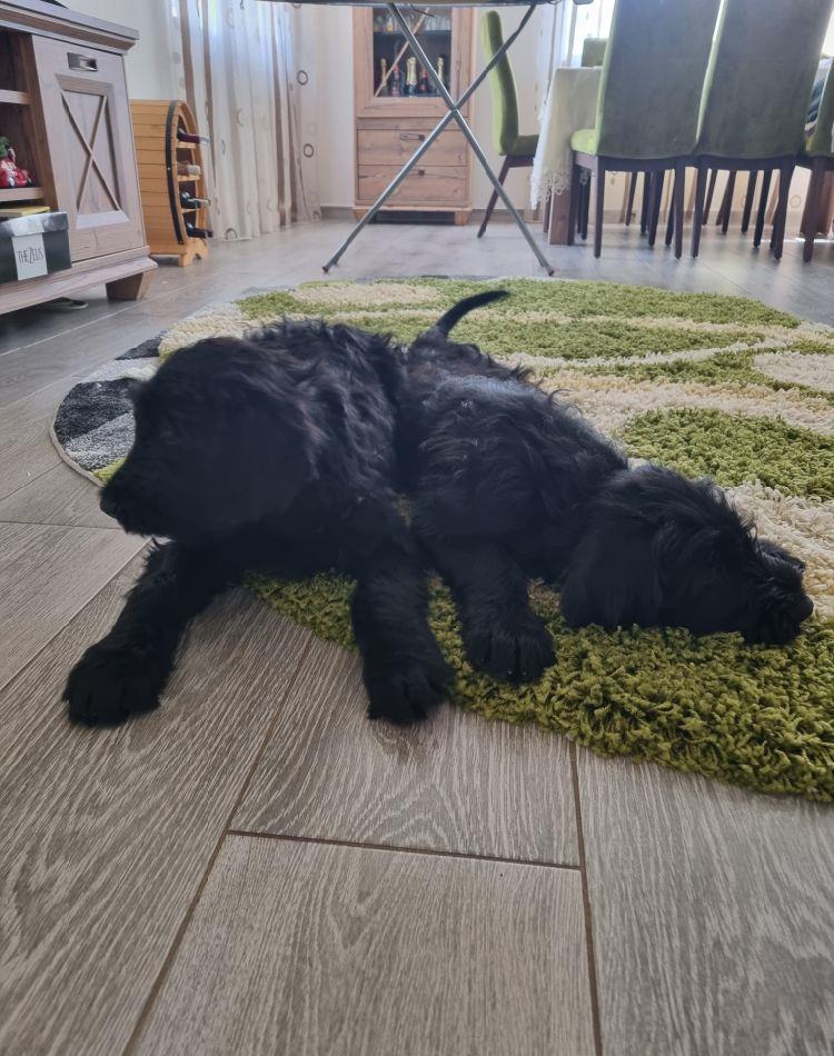 vand schnauzer urias