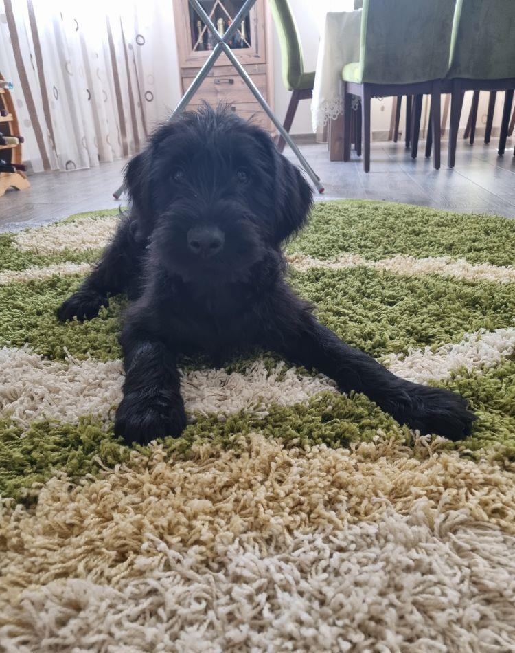 vand schnauzer urias