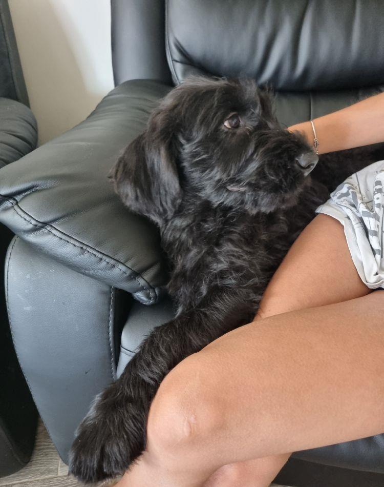 vand schnauzer urias