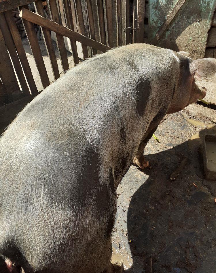 vand scroafa de carne