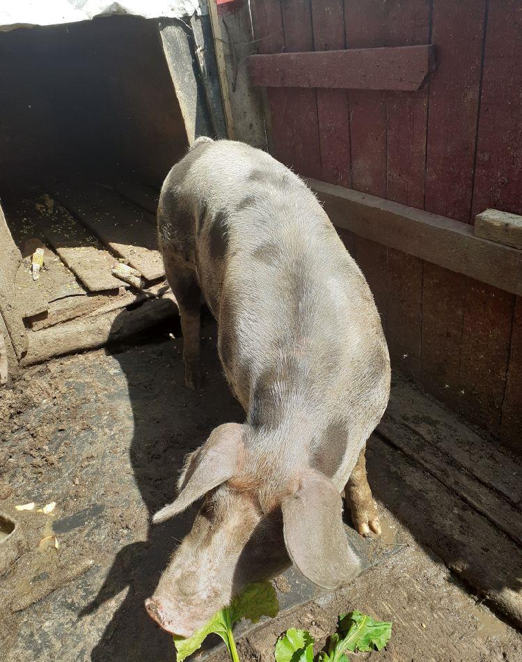 vand scroafa de carne